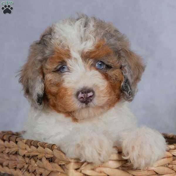 Daisy, Miniature Poodle Puppy